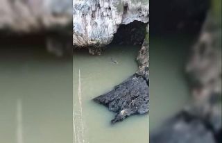 Su samuru balık avlarken görüntülendi