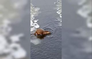 Su samuru, buz üstünde balık yerken görüntülendi