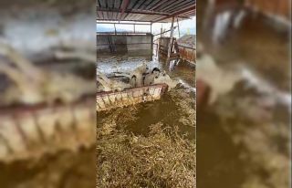 Sular altında kalan hayvan damındaki koyunlar telef...