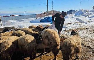 Süphan Dağı’nın eteğinde zorlu hayvancılık...