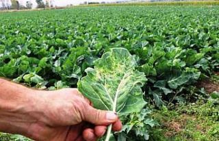 Tarımsal üretimde Samsun başı çekiyor