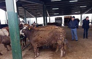 Tavşanlı hayvan pazasında Kurban Bayramı öncesi...