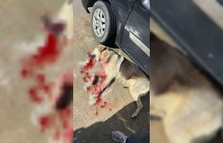 Tavuklarını yiyen köpekleri öldürünce tutuklandı