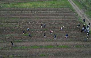 Tekirdağ’da  bağ budama yarışması