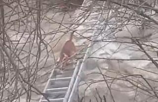 Turgutlu’da derede mahsur kalan köpek kurtarıldı