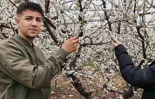 Türkiye karla kaplıyken Silifke’de erik ağaçları...