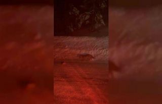 Uludağ yolunda tilki görüntülendi