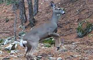 Uludağ’da fotokapana yakalanan karacanın sevimli...