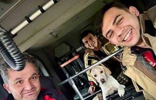 Umuda uzanan eller: Mahsur kalan köpeği itfaiye...