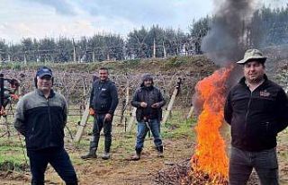 Üzüm bağlarında zorlu budak mesaisi