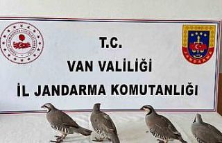 Van’da 4 keklik ele geçirildi