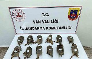 Van’da keklik avlayan kişiye 81 bin TL ceza