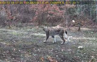 Vaşak ve karaca yavrusu fotokapanla görüntülendi