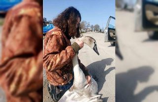 Vatandaşların bulduğu yaralı kuğu tedavi altına...