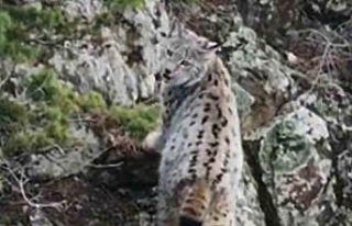 Yaban hayatında nadir görüntü: Artvin’de dağların...