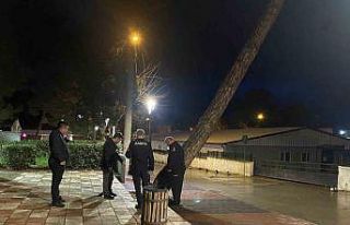 Yarım asırlık çam ağacı fırtınaya dayanamadı