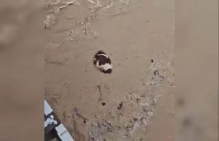 Yatağan’da inek sel sularına kapıldı