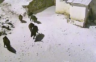 Yiyecek arayan domuz sürüsü köye indi