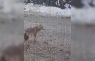 Yiyecek arayan kurt yerleşim yerine indi