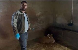 Yozgat’ta ahırlara yıldırım düştü, hayvanlar...