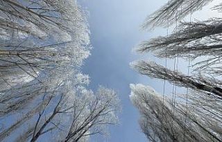 Yüksekova’da sisle birleşen kırağı ağaçları...