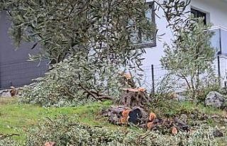 Zeytin ağaçlarını kesen ve görevinden istifa...