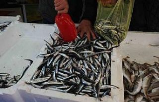 Zonguldak’ta limandan 500 ton hamsi çıktı