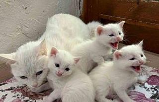 2026 yılının ilk Van kedisi yavruları doğdu