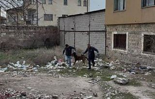 3 yaşındaki çocuğuna köpek saldıran baba: "Köpeğin...