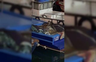 Aç kalan anne su samuru ve yavruları Gemlik’te...