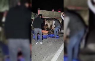 Adana’da kasası eşek dolu kamyonet yola devrildi