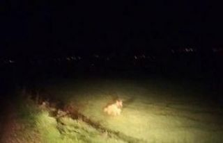 Adıyaman’da çizgili sırtlan görüldü