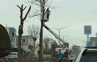 Adıyaman’da refüjlerdeki ağaçlar budanıyor