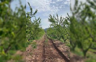 Ağaçlar çiçek açtı, bahçelerde meyve tutumu...