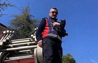 Ağaçta kalan kediyi itfaiye kurtardı