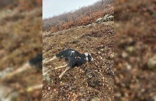 Ağıldan kaçan küçükbaş hayvanları kurtlar...