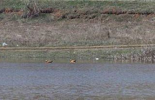 Ağustos ayında kurumaya başlayan Kızılca göleti...