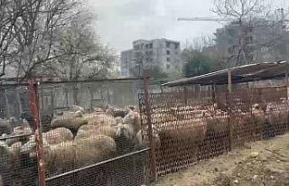 Ahırda çıkan yangında çok sayıda hayvan telef...