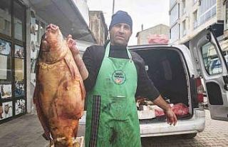 Ahlat’ta dev sazan balıklarına yoğun ilgi