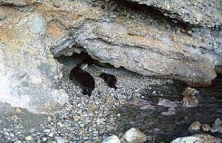 Akdeniz keşiş foku yaşam alanlarına insan baskısı