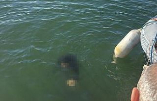 Akülü tekerlekli sandalyesiyle denize düşen kişi...