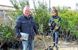 Alaçatı’da "Her Bahçeye Bir Sakız Ağacı"...