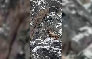 Aladağlar’da yaban hayatı görüntülendi