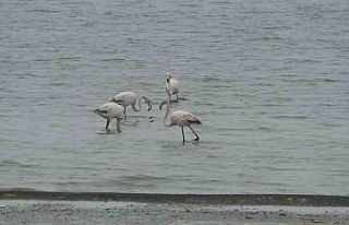Allı turnalar bu yıl Van’a erken geldi