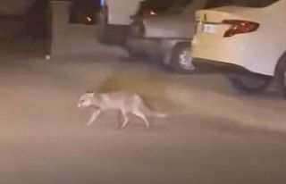 Ankara’da aç kalan tilki mahalleye indi