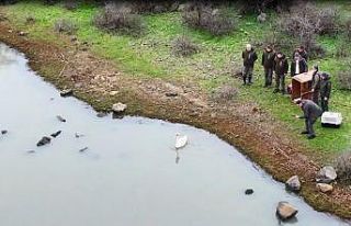 Ankara’da düşen kuğu Edirne’de özgürlüğüne...