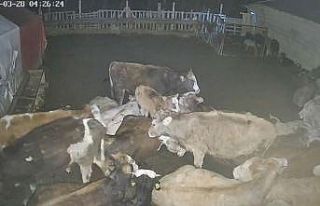 Ankara’daki bir köyde çiftliğe giren kurt sürüsü...