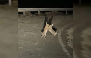 Anlaşamayan tavşanlar birbirine girdi