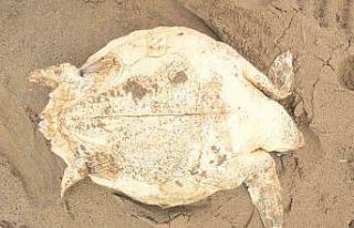 Antalya’da ölü caretta caretta kıyıya vurdu