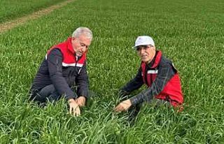 Araban Ovası’nda etkili olan yağışların buğday...